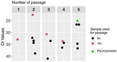 South American H4N2 influenza A virus improved replication in chicken trachea after low number of passages